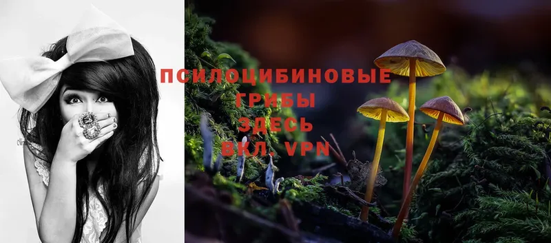 MEGA ссылка  Дальнегорск  Галлюциногенные грибы Psilocybe 